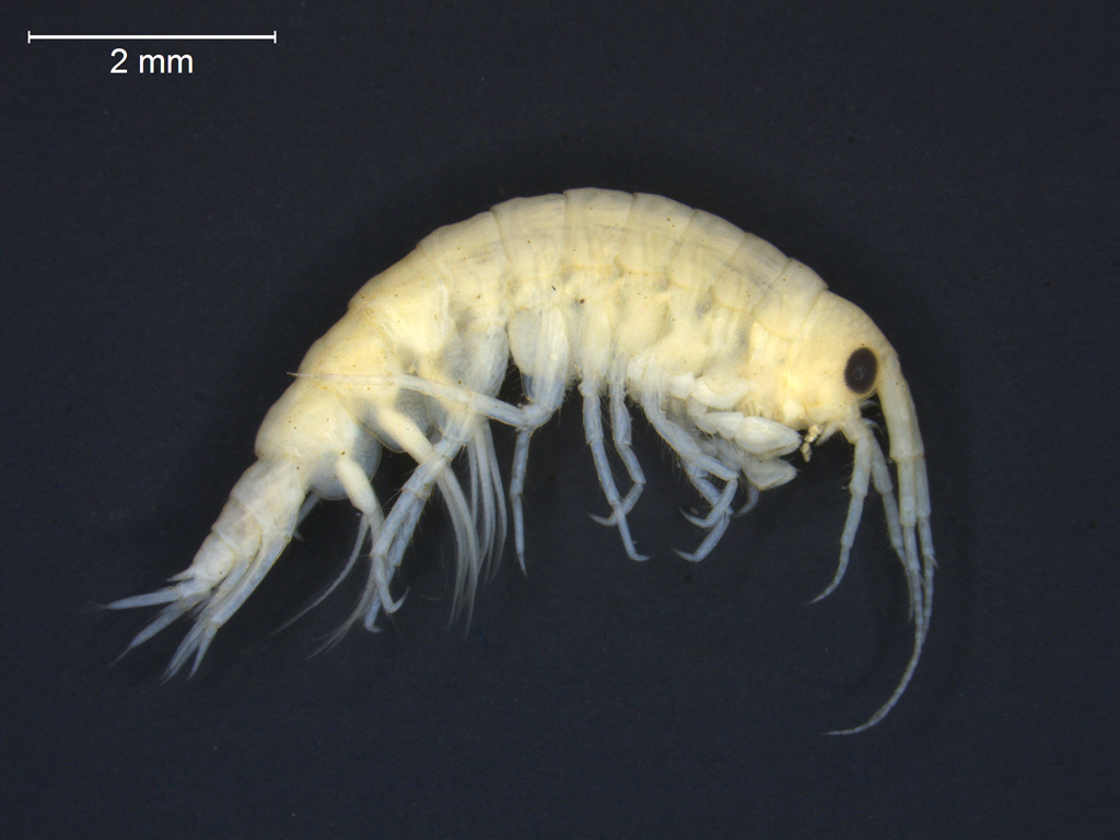 Pallaseopsis quadrispinosa